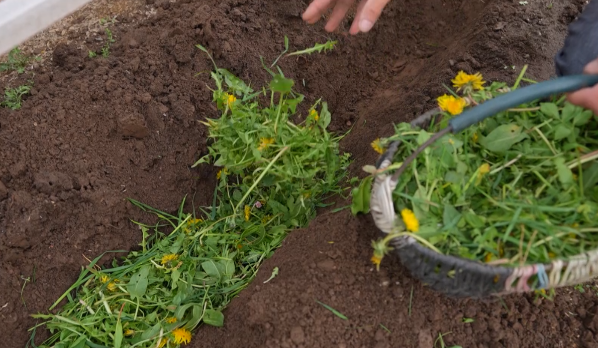 скошенная трава как будущее удобрение для огурцов